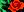 crest-ally-235.jpg